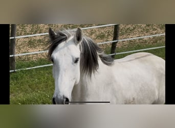 Lusitanos, Wallach, 5 Jahre, 160 cm, Kann Schimmel werden