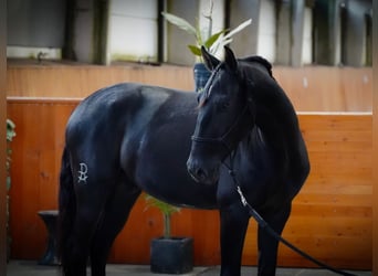 Lusitanos, Wallach, 5 Jahre, 160 cm, Rappe