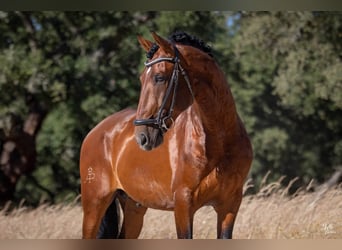 Lusitanos, Wallach, 5 Jahre, 160 cm, Rotbrauner
