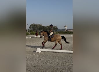 Lusitanos, Wallach, 5 Jahre, 162 cm, Buckskin