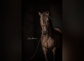 Lusitanos, Wallach, 5 Jahre, 162 cm, Buckskin