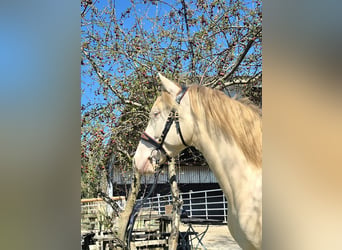 Lusitanos, Wallach, 5 Jahre, 162 cm, Cremello