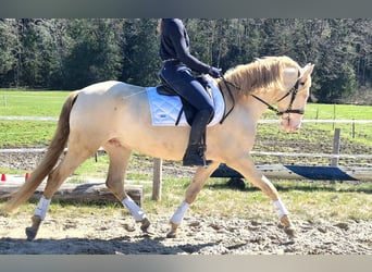 Lusitanos, Wallach, 5 Jahre, 162 cm, Cremello