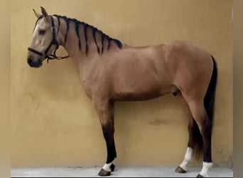 Lusitanos, Wallach, 5 Jahre, 162 cm, Falbe