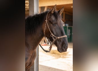 Lusitanos, Wallach, 5 Jahre, 162 cm, Rappe