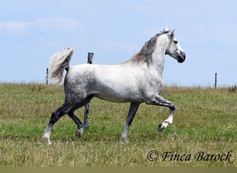 Lusitanos, Wallach, 5 Jahre, 162 cm, Schimmel
