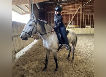 Lusitanos, Wallach, 5 Jahre, 163 cm, Apfelschimmel