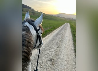 Lusitanos, Wallach, 5 Jahre, 163 cm, Apfelschimmel