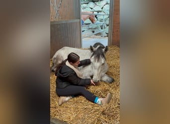 Lusitanos, Wallach, 5 Jahre, 163 cm, Apfelschimmel