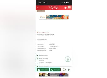 Lusitanos, Wallach, 5 Jahre, 163 cm, Apfelschimmel