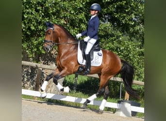 Lusitanos, Wallach, 5 Jahre, 163 cm, Dunkelbrauner