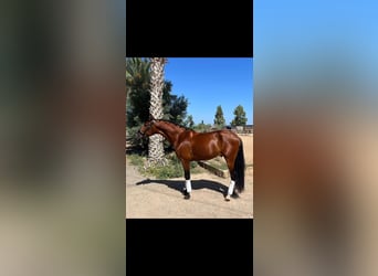 Lusitanos, Wallach, 5 Jahre, 163 cm, Fuchs