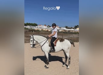 Lusitanos Mix, Wallach, 5 Jahre, 163 cm, Schimmel
