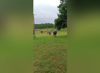 Lusitanos, Wallach, 5 Jahre, 163 cm, Schimmel