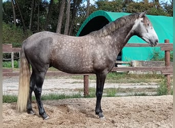 Lusitanos, Wallach, 5 Jahre, 163 cm, Schimmel