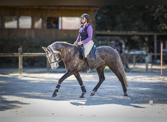 Lusitanos, Wallach, 5 Jahre, 163 cm, Schimmel