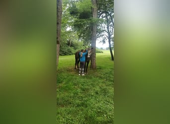 Lusitanos, Wallach, 5 Jahre, 163 cm, Schimmel