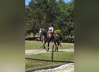 Lusitanos, Wallach, 5 Jahre, 163 cm, Schimmel