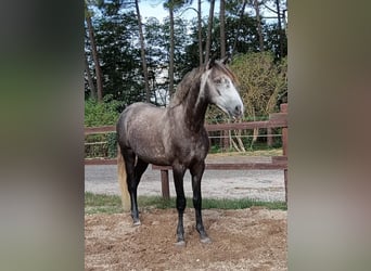 Lusitanos, Wallach, 5 Jahre, 163 cm, Schimmel