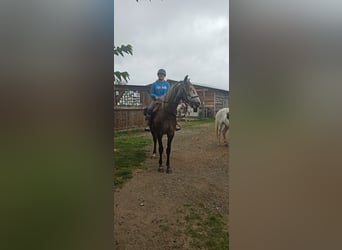 Lusitanos, Wallach, 5 Jahre, 163 cm, Schimmel