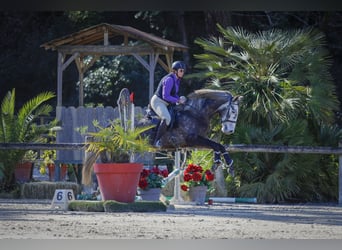 Lusitanos, Wallach, 5 Jahre, 163 cm, Schimmel