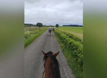 Lusitanos, Wallach, 5 Jahre, 163 cm, Schimmel