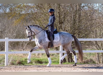 Lusitanos, Wallach, 5 Jahre, 165 cm, Apfelschimmel