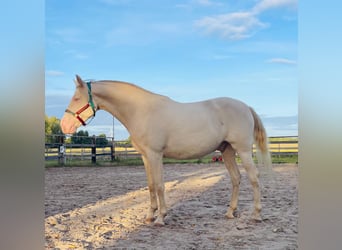 Lusitanos Mix, Wallach, 5 Jahre, 165 cm, Cremello