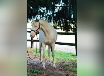 Lusitanos Mix, Wallach, 5 Jahre, 165 cm, Cremello