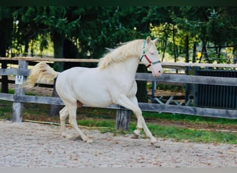 Lusitanos Mix, Wallach, 5 Jahre, 165 cm, Cremello