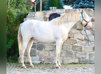 Lusitanos Mix, Wallach, 5 Jahre, 165 cm, Cremello