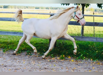Lusitanos Mix, Wallach, 5 Jahre, 165 cm, Cremello