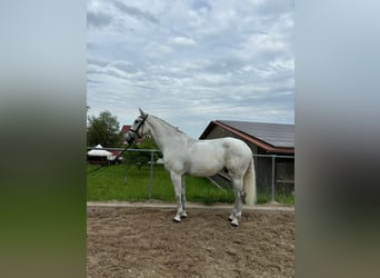 Lusitanos, Wallach, 5 Jahre, 165 cm, Fliegenschimmel