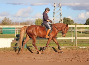 Lusitanos Mix, Wallach, 5 Jahre, 165 cm, Fuchs