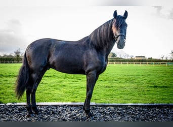 Lusitanos, Wallach, 5 Jahre, 165 cm, Rappe
