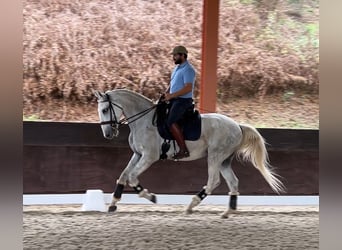 Lusitanos, Wallach, 5 Jahre, 165 cm, Schimmel