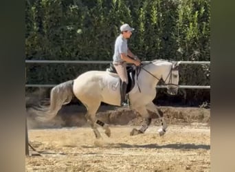 Lusitanos, Wallach, 5 Jahre, 165 cm, Schimmel
