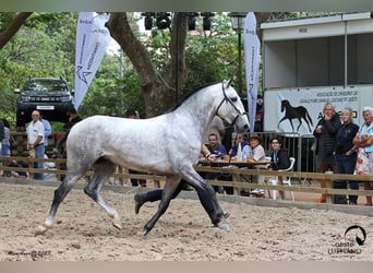 Lusitanos, Wallach, 5 Jahre, 165 cm, Schimmel