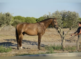 Lusitanos, Wallach, 5 Jahre, 167 cm, Buckskin