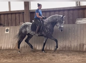Lusitanos, Wallach, 5 Jahre, 168 cm, Apfelschimmel