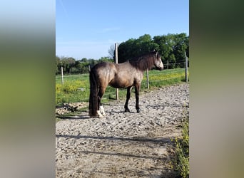 Lusitanos Mix, Wallach, 5 Jahre, 168 cm, Falbe