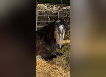 Lusitanos Mix, Wallach, 5 Jahre, 168 cm, Falbe