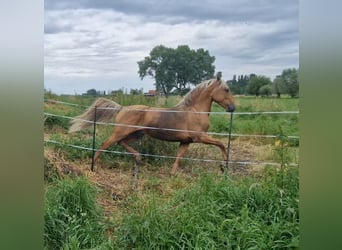 Lusitanos Mix, Wallach, 5 Jahre, 168 cm, Palomino