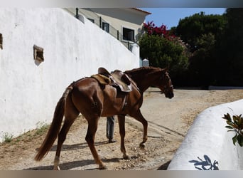 Lusitanos, Wallach, 5 Jahre, 170 cm, Fuchs