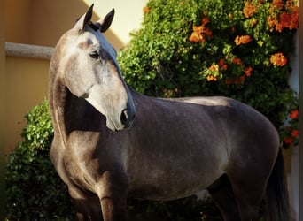 Lusitanos, Wallach, 5 Jahre, 170 cm, Rotschimmel