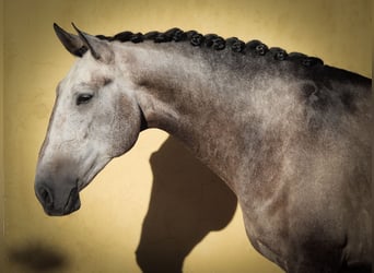 Lusitanos, Wallach, 5 Jahre, 170 cm, Rotschimmel