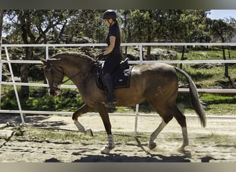 Lusitanos Mix, Wallach, 5 Jahre, 174 cm, Palomino