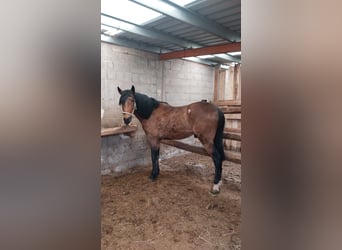 Lusitanos Mix, Wallach, 5 Jahre, Brauner