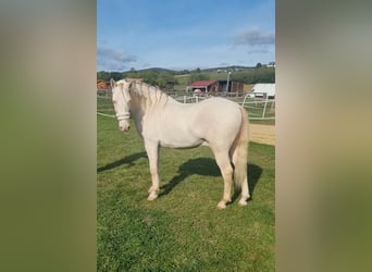Lusitanos Mix, Wallach, 6 Jahre, 150 cm, Cremello