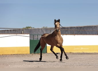 Lusitanos, Wallach, 6 Jahre, 152 cm, Buckskin